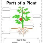 Parts of a plant worksheets