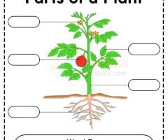 Parts Of A Plant Worksheets